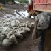 Congo Tightens Grip on Cobalt Exports with New “Use-It-or-Lose-It” Quota Regime