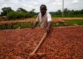 Ivory Coast Cocoa Grinding Slumps 38.6% in September as Supply Pressures Deepen