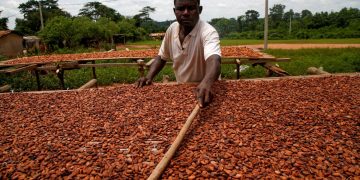 Ivory Coast Cocoa Grinding Slumps 38.6% in September as Supply Pressures Deepen