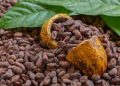 Cocoa Processing Boosts Earnings by Up to 30 Times, Says CapitalSage CEO