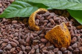 Cocoa Processing Boosts Earnings by Up to 30 Times, Says CapitalSage CEO