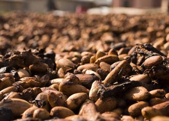 Ivory Coast Steps Up Cocoa Traceability as EU Deforestation Law Looms