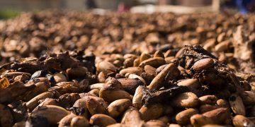 Ivory Coast Steps Up Cocoa Traceability as EU Deforestation Law Looms