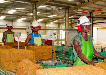 Ghana’s Producer Price Inflation Slows Sharply Amid Mining and Manufacturing Adjustments