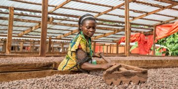 Cocoa Prices Drop Amid Forecasts of Record West African Harvest