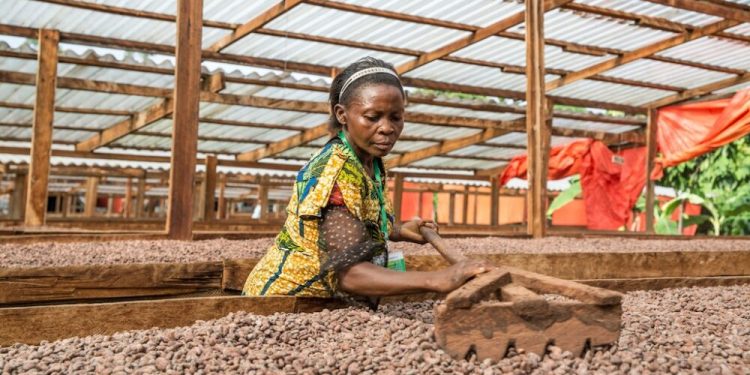Cocoa Prices Drop Amid Forecasts of Record West African Harvest