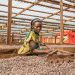 Cocoa Prices Drop Amid Forecasts of Record West African Harvest