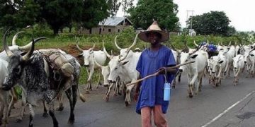 Open Grazing Not Banned Minister Confirms