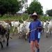 Open Grazing Not Banned Minister Confirms