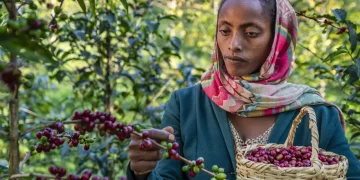 Ethiopia’s Export Surge Signals Strategic Economic Shift