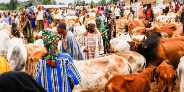 Livestock Prices Skyrocket in Enugu Market