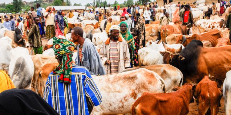 Livestock Prices Skyrocket in Enugu Market