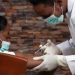 New Lassa Fever Vaccine Begins Human Trials in UK, Offering Hope for Nigeria and West Africa