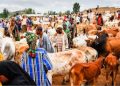 From $32bn to $74bn: FG Charts New Course for Livestock Sector