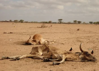 Drought Ravages Kenyan Economy as Pastoral Capital Evaporates