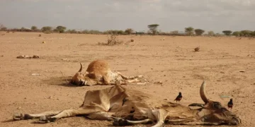 Drought Ravages Kenyan Economy as Pastoral Capital Evaporates