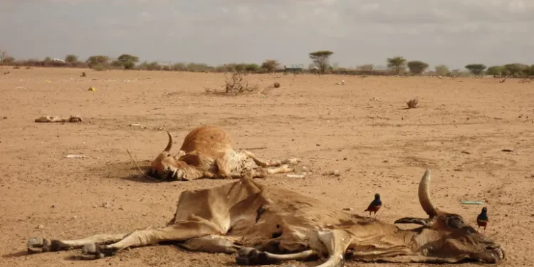 Drought Ravages Kenyan Economy as Pastoral Capital Evaporates