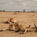 Drought Ravages Kenyan Economy as Pastoral Capital Evaporates