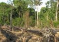 Cross River Loses 60% of Original Forest Cover