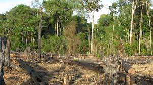 Cross River Loses 60% of Original Forest Cover
