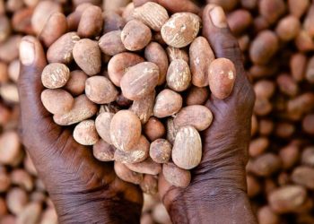 Tinubu Extends Shea Export Ban to Boost Local Processing