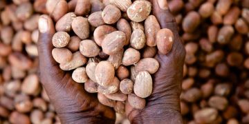 Tinubu Extends Shea Export Ban to Boost Local Processing