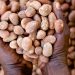 Tinubu Extends Shea Export Ban to Boost Local Processing