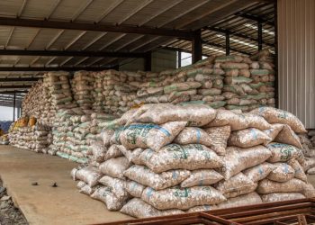 Ondo-MATNA Cassava Integration Signals Deepening Local Content in Agro-Industrial Processing