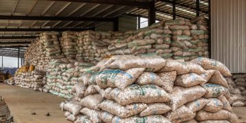 Ondo-MATNA Cassava Integration Signals Deepening Local Content in Agro-Industrial Processing