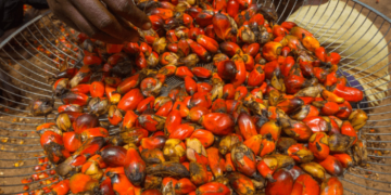 Malaysia-Nigeria Trade Hits $1.23 Billion as Palm Oil Exports Surge