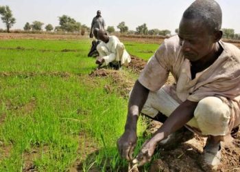 Tinubu’s Rice Distribution Offers Relief, Not Lasting Solution, Farmers Say