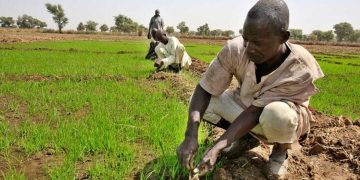 Tinubu’s Rice Distribution Offers Relief, Not Lasting Solution, Farmers Say