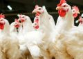 Federal Government Releases 57 Crop Varieties and New Chicken Breed to Boost Food Security