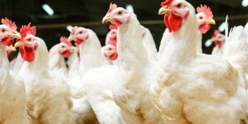 Federal Government Releases 57 Crop Varieties and New Chicken Breed to Boost Food Security