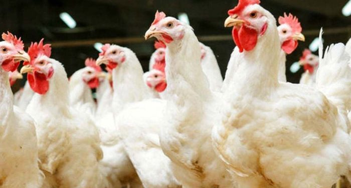 Federal Government Releases 57 Crop Varieties and New Chicken Breed to Boost Food Security