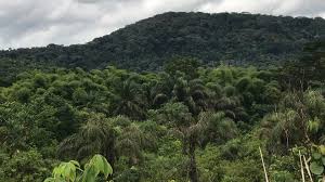 Nigeria’s Forest Resources Hold Untapped Economic Potential, FRIN Chief Says