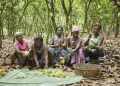 Ivory Coast Launches Cocoa Buyback to Support Struggling Farmers
