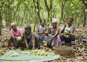 Ivory Coast Launches Cocoa Buyback to Support Struggling Farmers