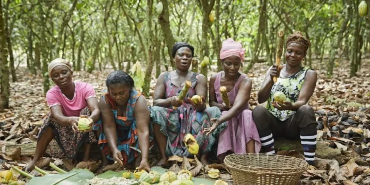Ivory Coast Launches Cocoa Buyback to Support Struggling Farmers