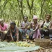 Ivory Coast Launches Cocoa Buyback to Support Struggling Farmers