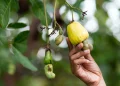 Cashew Processing Programme in Côte d’Ivoire Faces Collapse as Financing Delays Persist