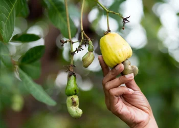 Cashew Processing Programme in Côte d’Ivoire Faces Collapse as Financing Delays Persist