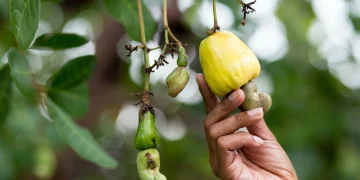 Cashew Processing Programme in Côte d’Ivoire Faces Collapse as Financing Delays Persist