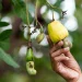 Cashew Processing Programme in Côte d’Ivoire Faces Collapse as Financing Delays Persist