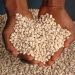 Rising Beans Prices Expected as Harvest Season Concludes