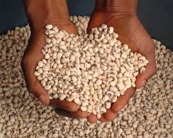 Rising Beans Prices Expected as Harvest Season Concludes