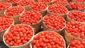 Tomato Scarcity Looms: Prices Jump 150% in Two Weeks