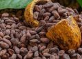 Ivory Coast Cocoa Crisis Deepens Despite Record Prices