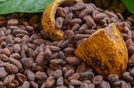 Ivory Coast Cocoa Crisis Deepens Despite Record Prices