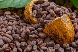 Ivory Coast Cocoa Crisis Deepens Despite Record Prices